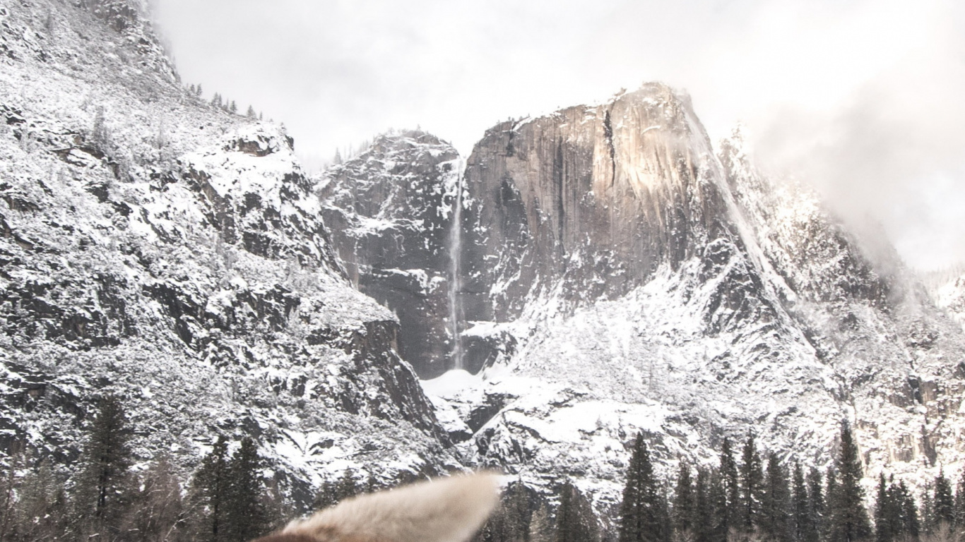 Обои Себирская Хаски, облако, снег, датский дог, гора в разрешении 1366x768