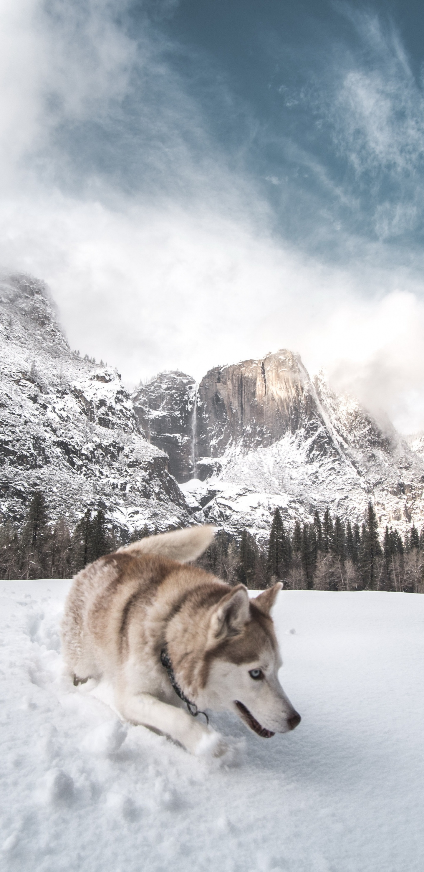 Обои Себирская Хаски, облако, снег, датский дог, гора в разрешении 1440x2960