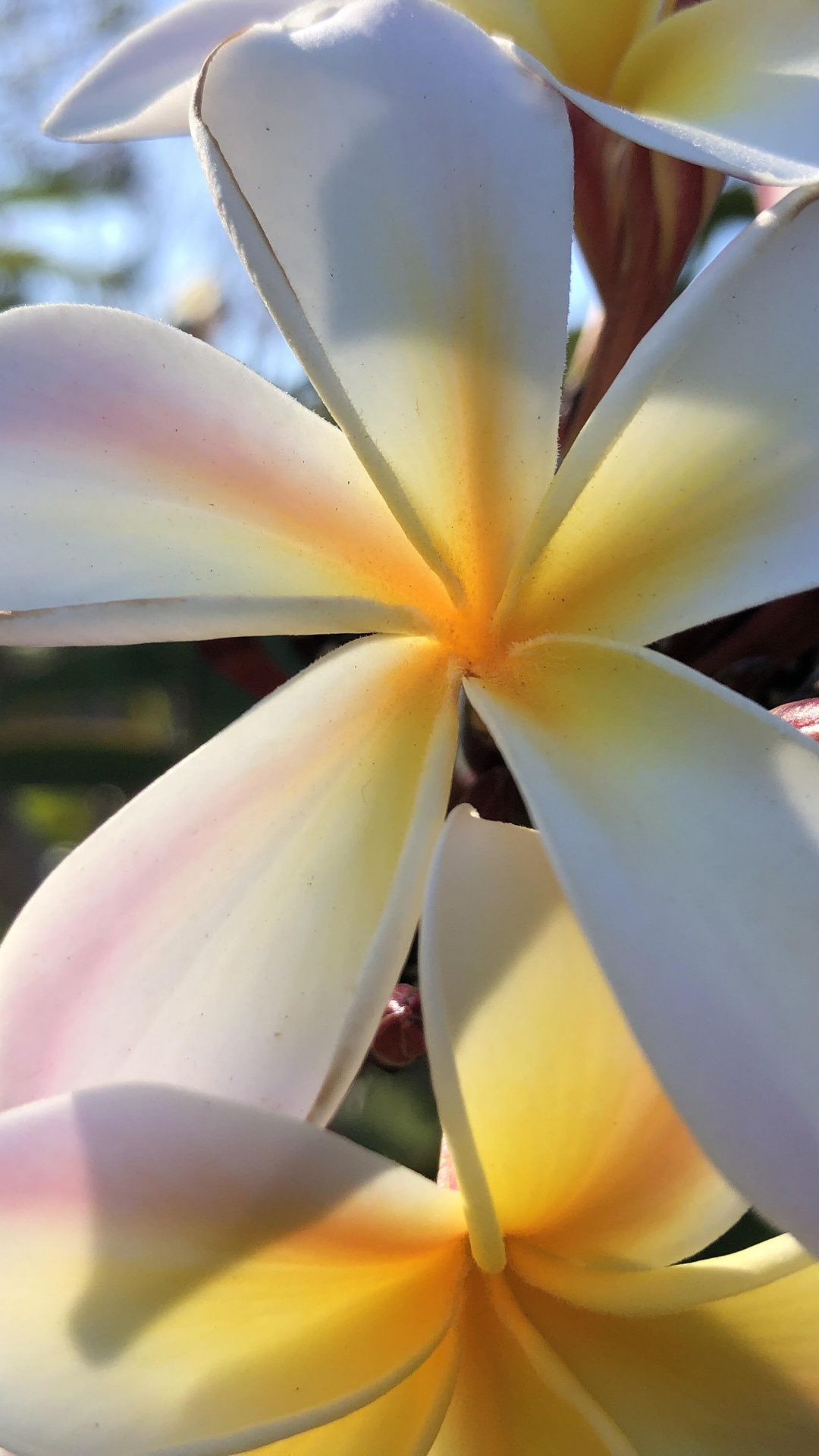 Обои Флора, стебель растения, imgur, цветок, растение в разрешении 1080x1920