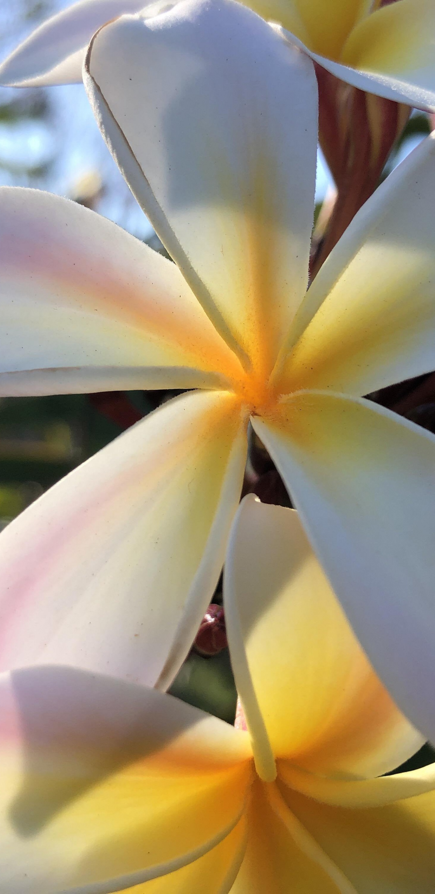 Обои Флора, стебель растения, imgur, цветок, растение в разрешении 1440x2960