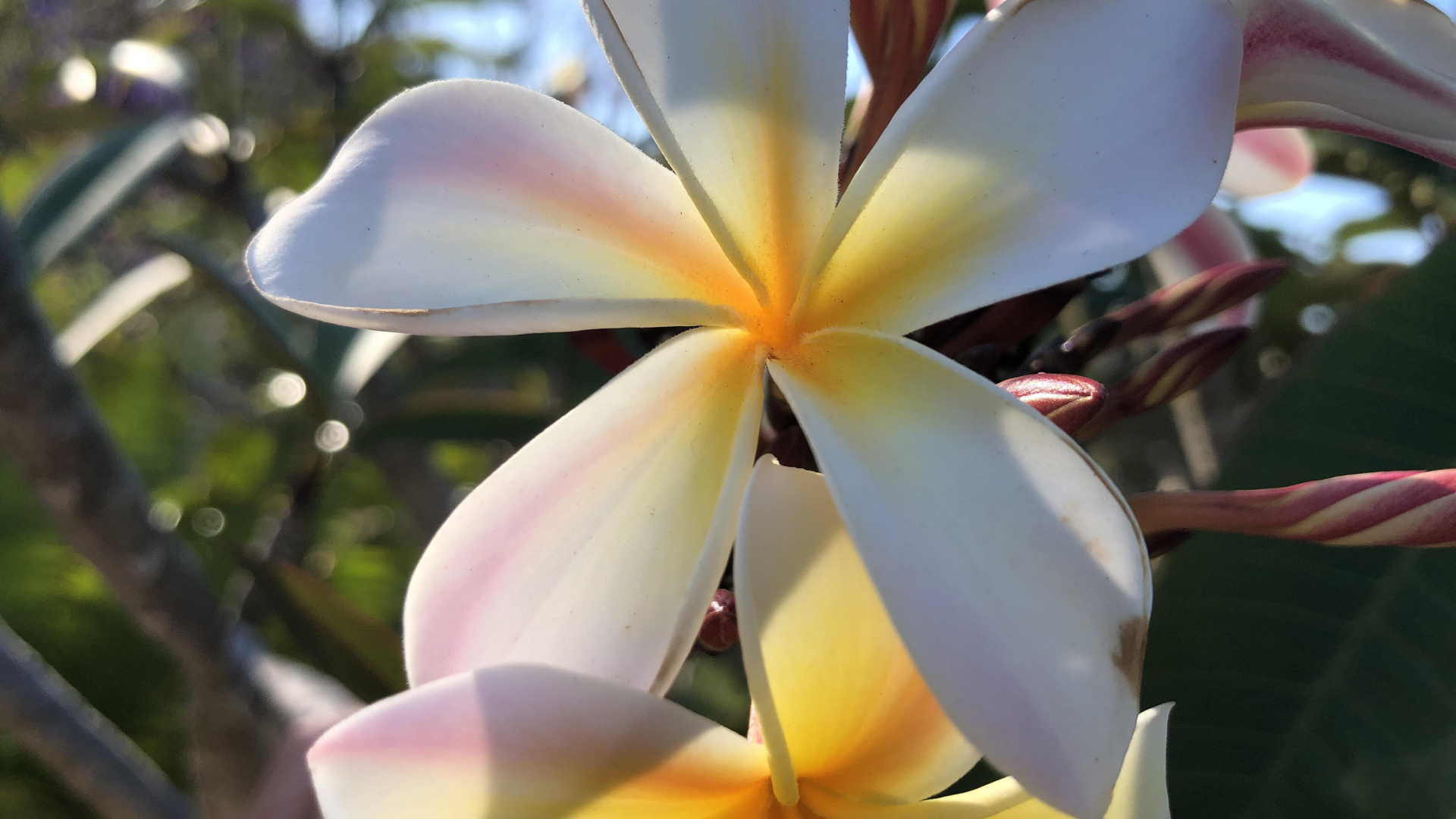 Обои Флора, стебель растения, imgur, цветок, растение в разрешении 1920x1080