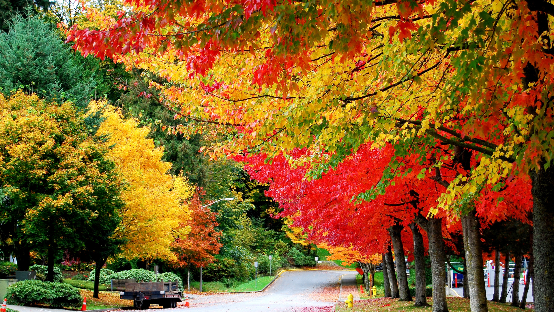 Обои осень, Золотая осень, лето, природа, дерево в разрешении 1920x1080
