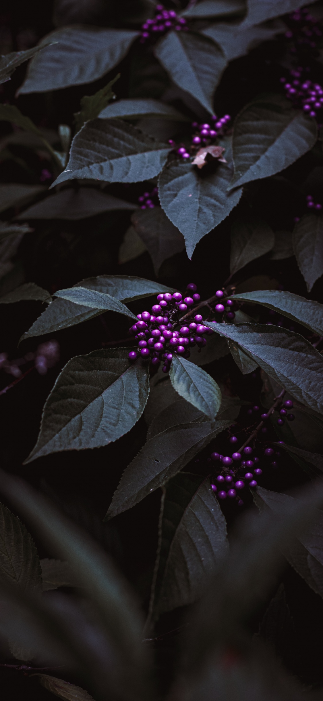 Обои пурпур, цветок, Фиолетовый, лепесток, темнота в разрешении 1125x2436