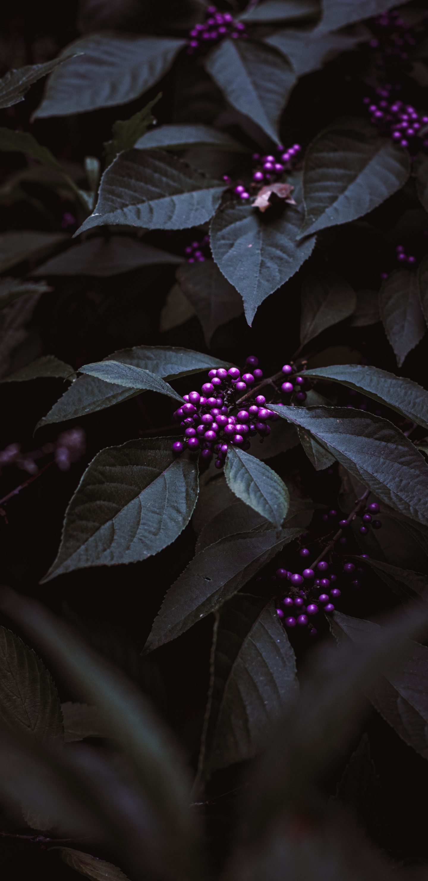 Обои пурпур, цветок, Фиолетовый, лепесток, темнота в разрешении 1440x2960