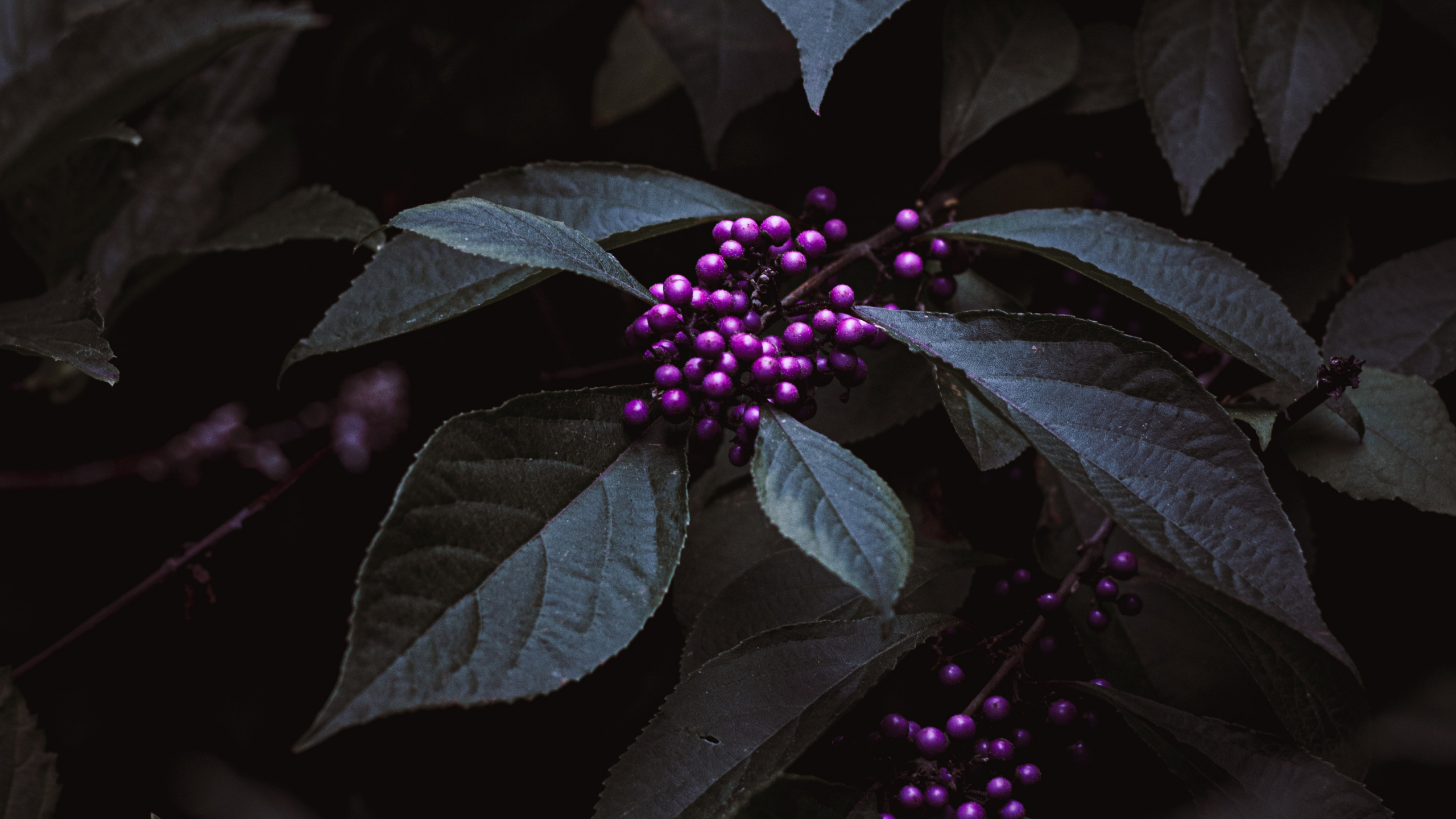 Обои пурпур, цветок, Фиолетовый, лепесток, темнота в разрешении 2560x1440