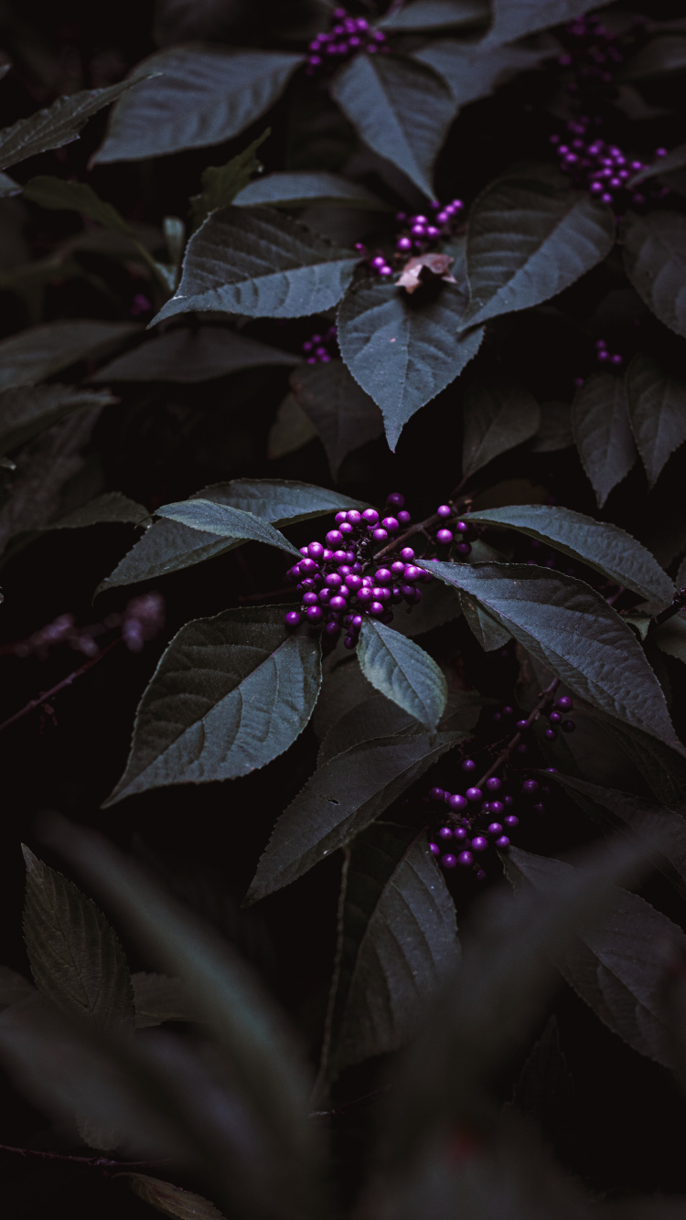 Обои пурпур, цветок, Фиолетовый, лепесток, темнота в разрешении 750x1334