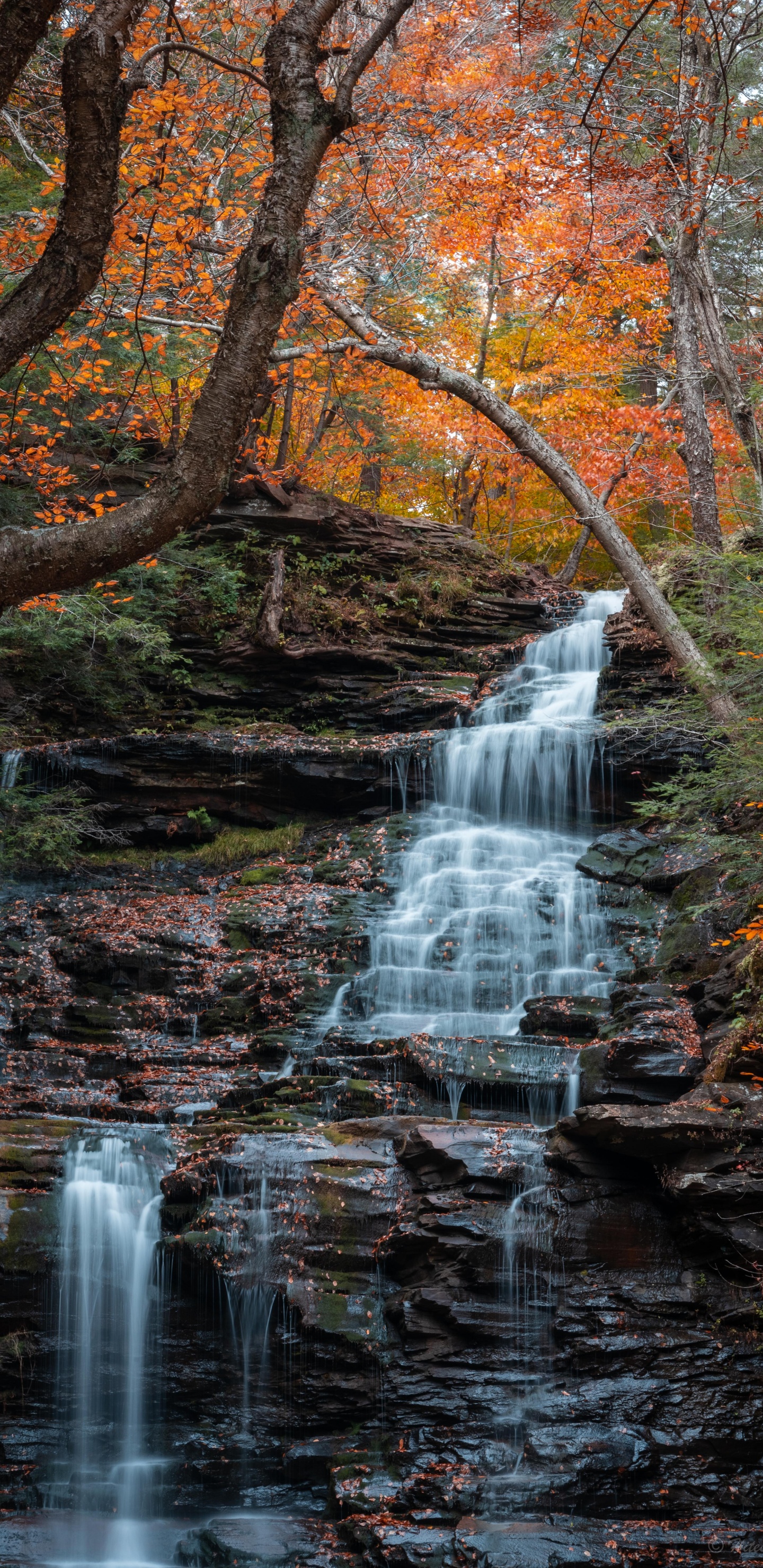 Обои водопад, вода, растение, экорегион, окружающая среда в разрешении 1440x2960
