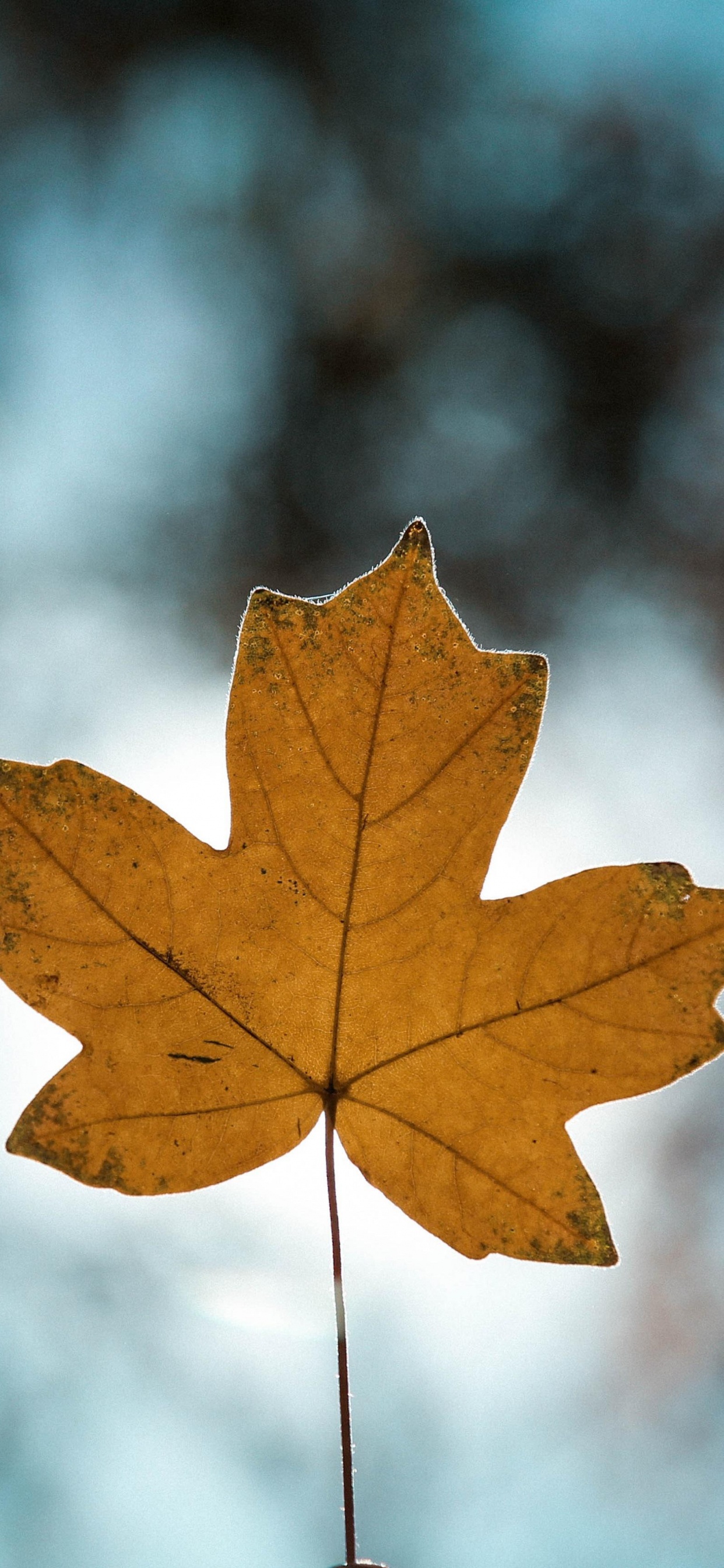 Обои коричневый цвет, ветвь, древесина, прут, солнечный свет в разрешении 1242x2688
