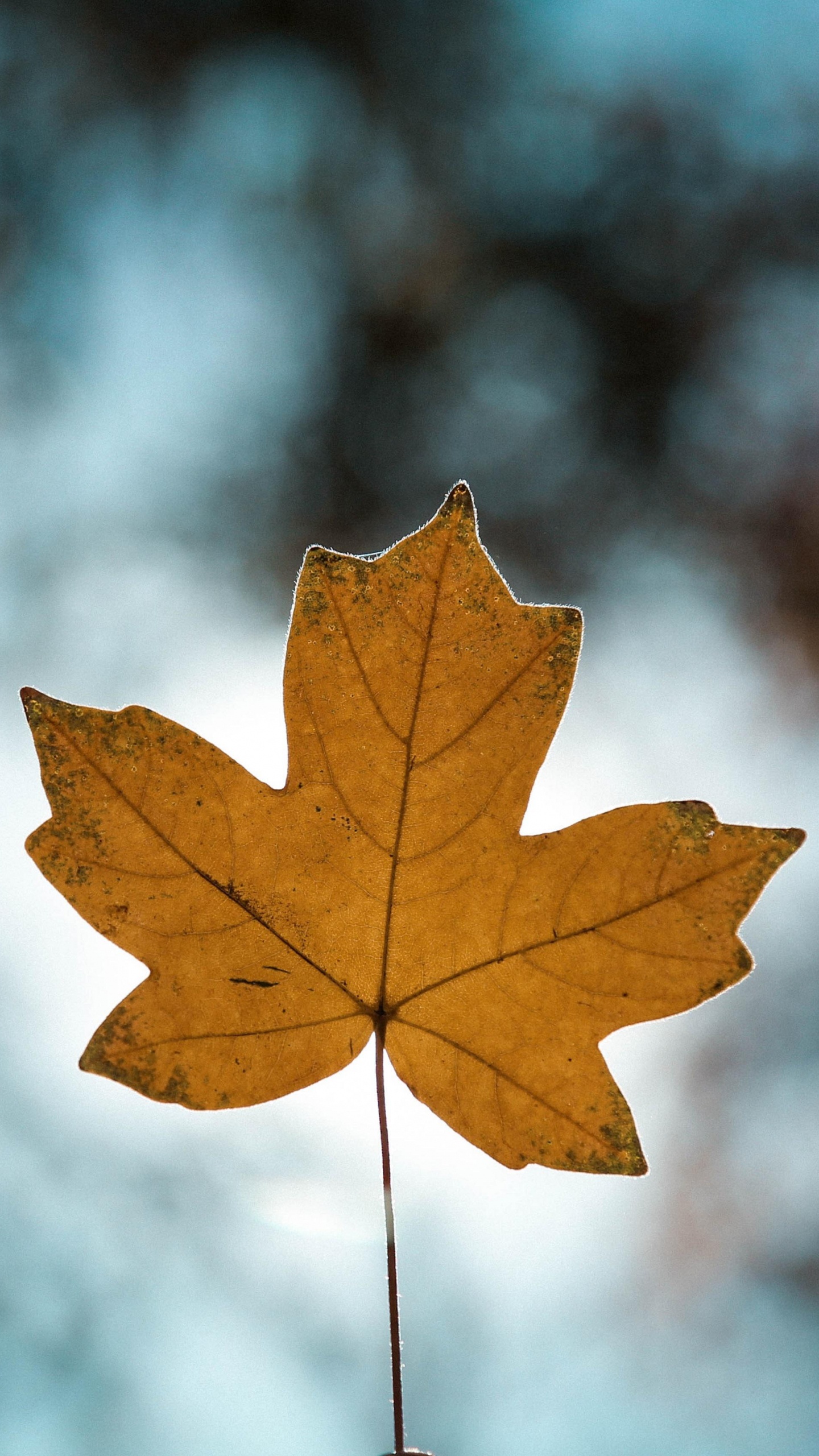 Обои коричневый цвет, ветвь, древесина, прут, солнечный свет в разрешении 1440x2560