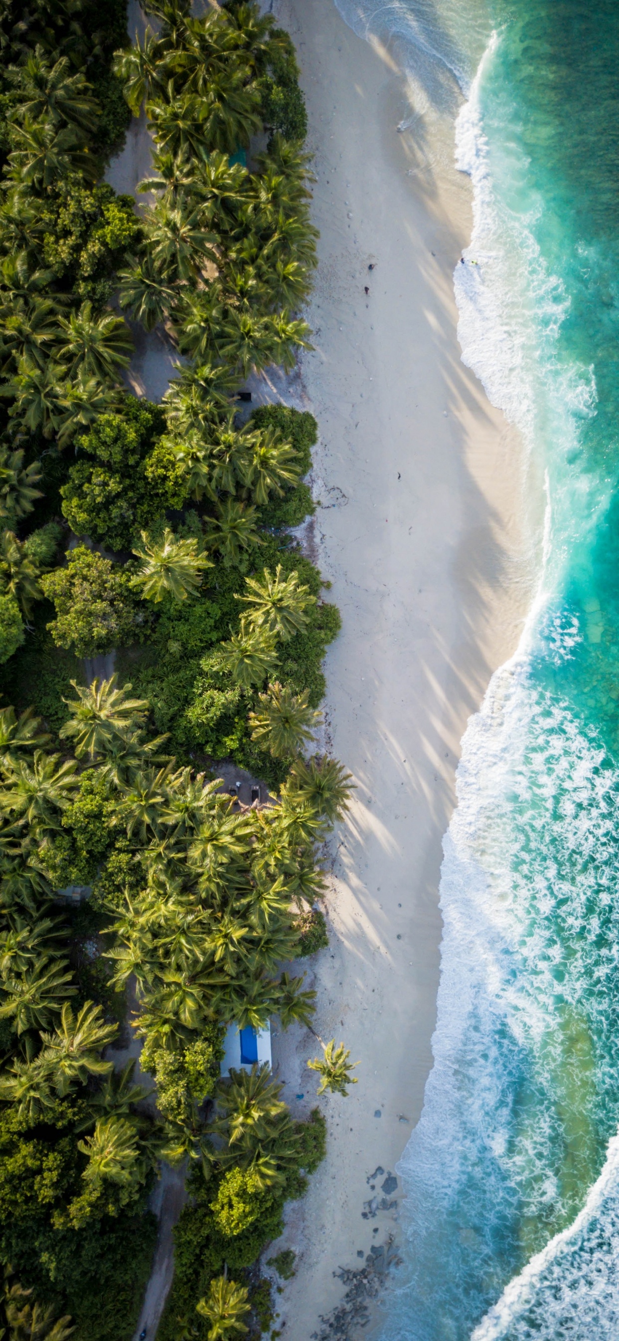 Обои вода, гидроресурсы, растение, природный ландшафт, растительность в разрешении 1242x2688