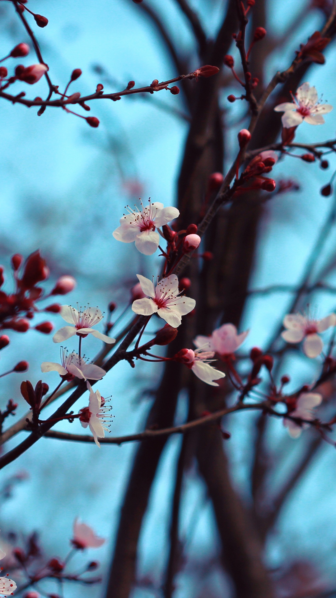 Обои цветение вишни, цветок, расцвет, вишня, ветвь в разрешении 1080x1920