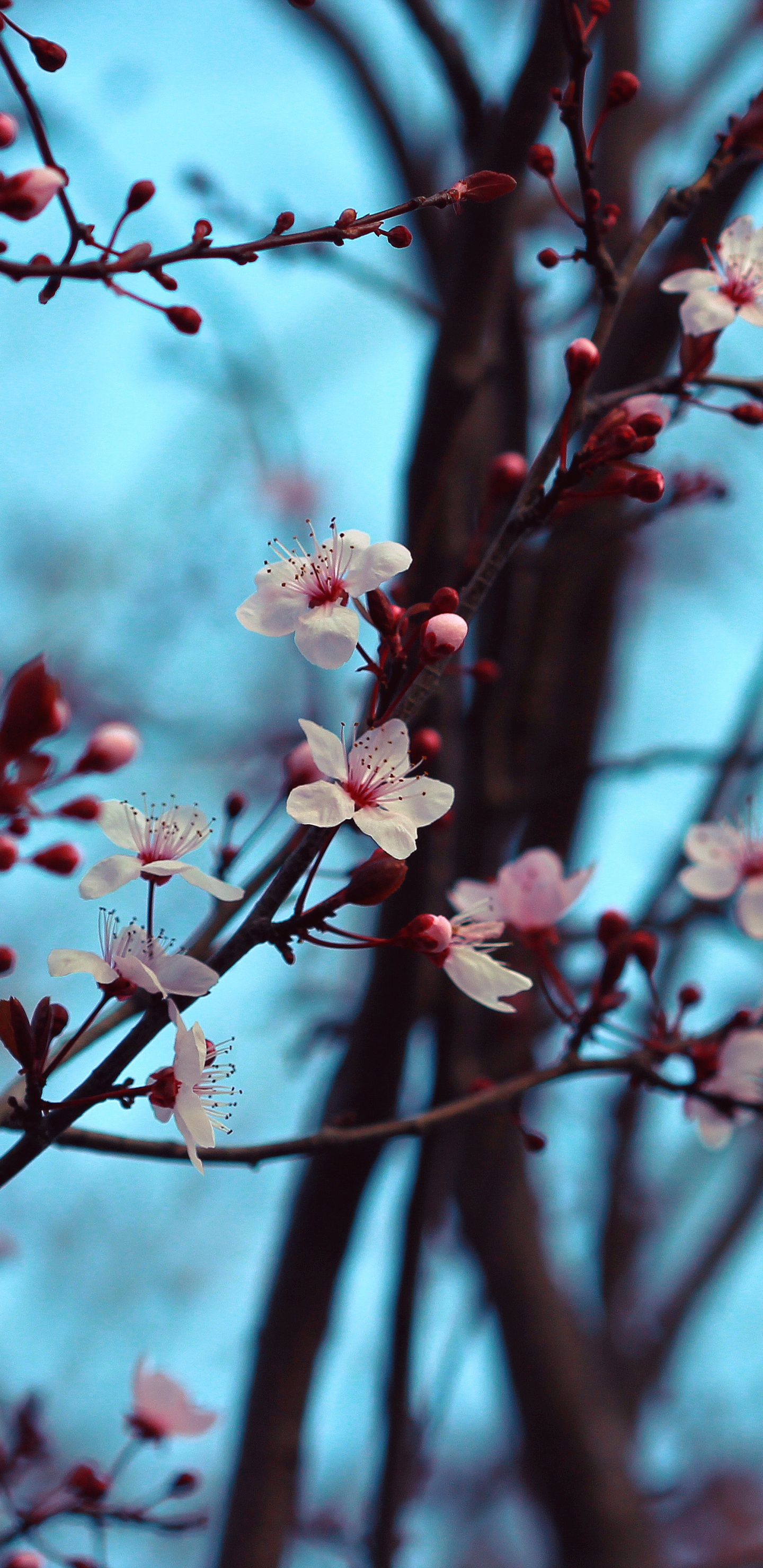 Обои цветение вишни, цветок, расцвет, вишня, ветвь в разрешении 1440x2960