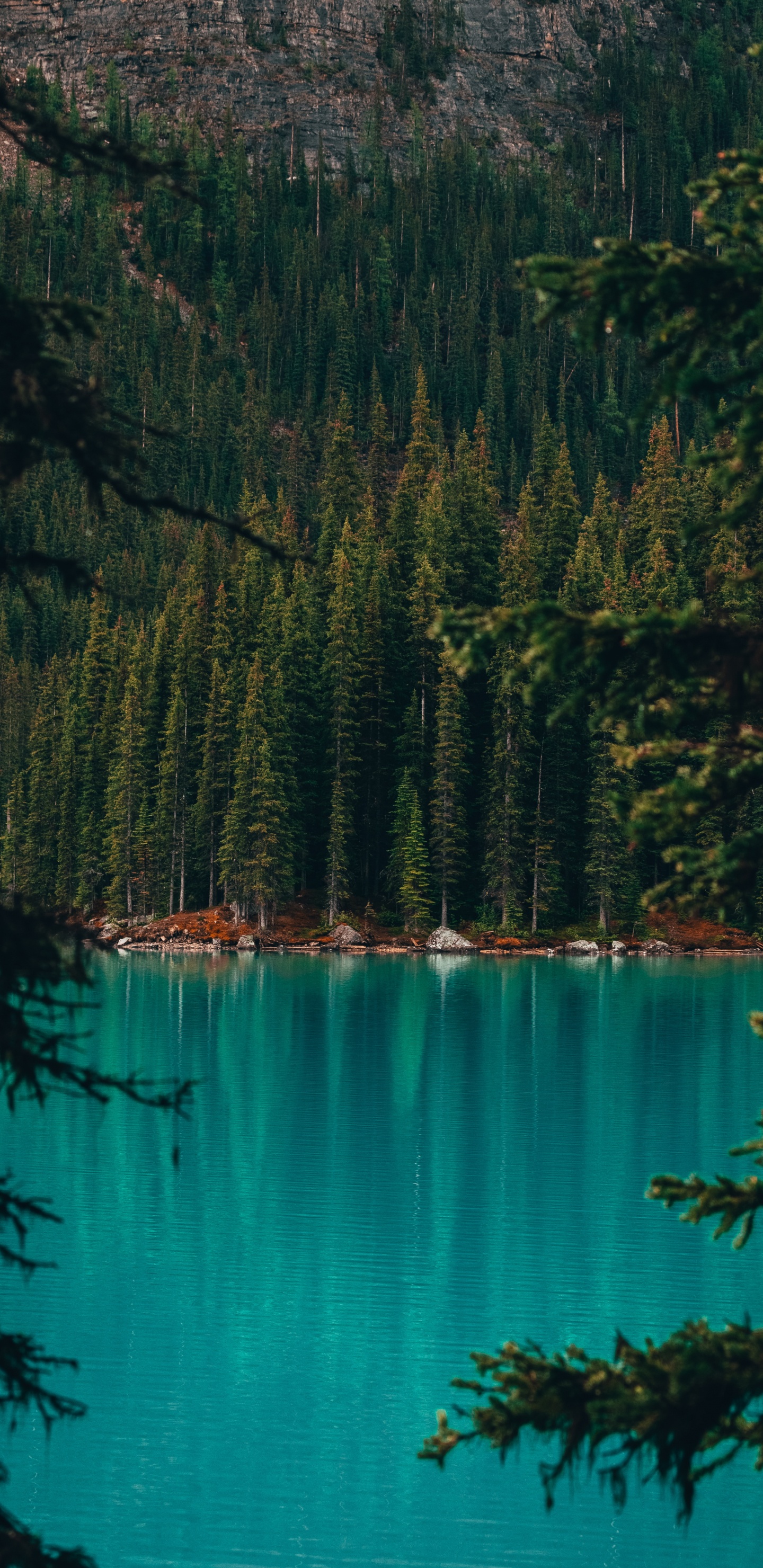 Обои моренное озеро, озеро, лес, природа, водоем в разрешении 1440x2960