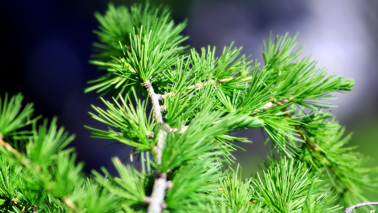 Обои хвойное дерево, пихта, растение, ветвь, завод в разрешении 1280x720