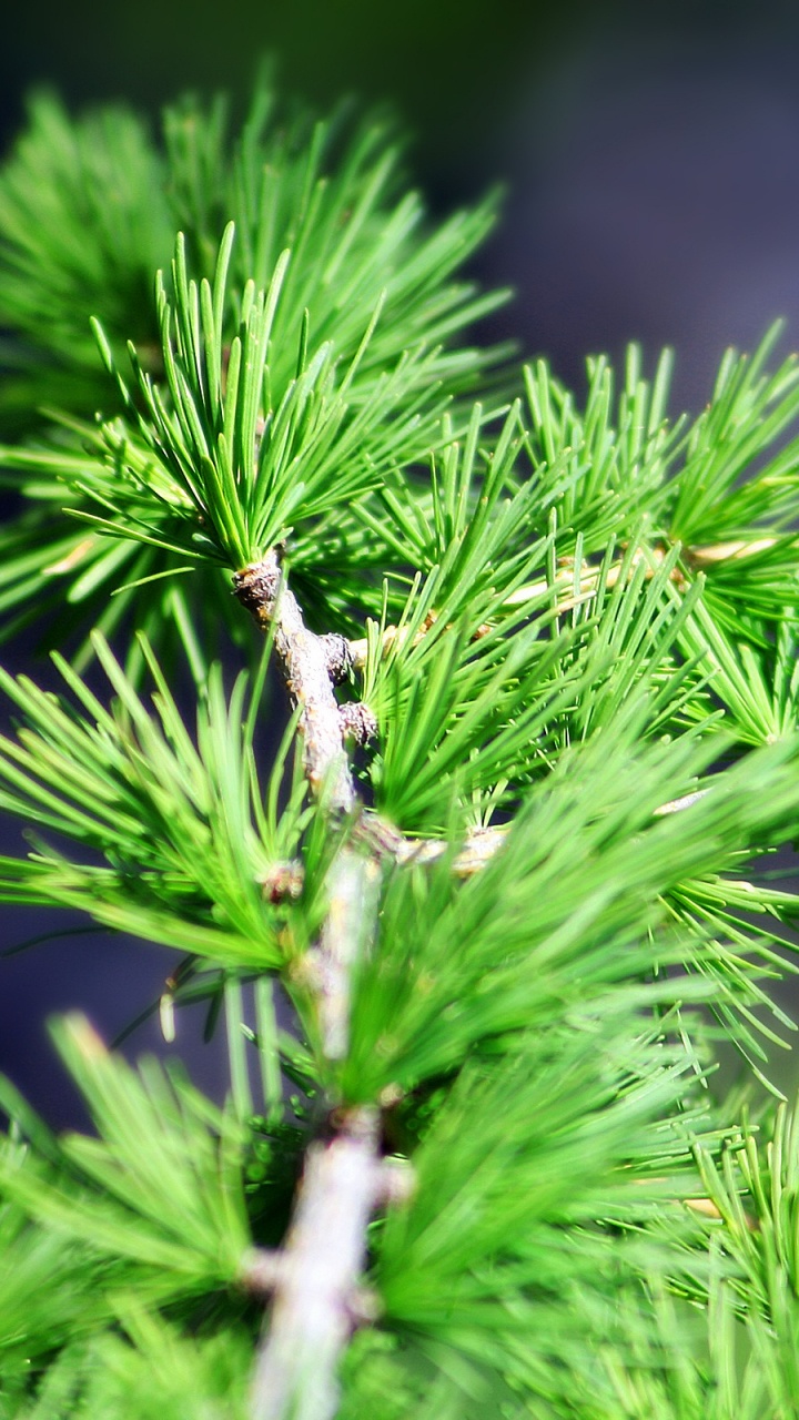Обои хвойное дерево, пихта, растение, ветвь, завод в разрешении 720x1280