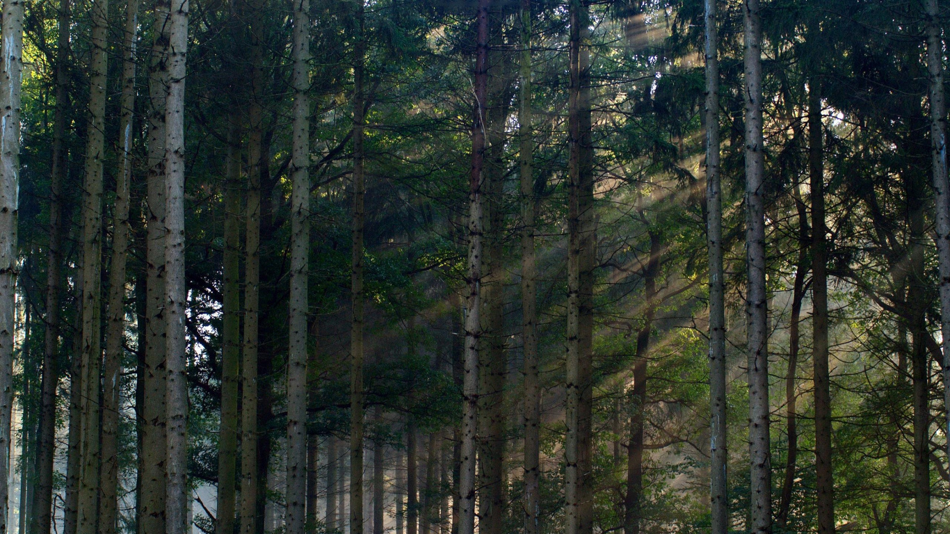 Обои природа, лес, дерево, туманные леса, тропический лес в разрешении 1366x768