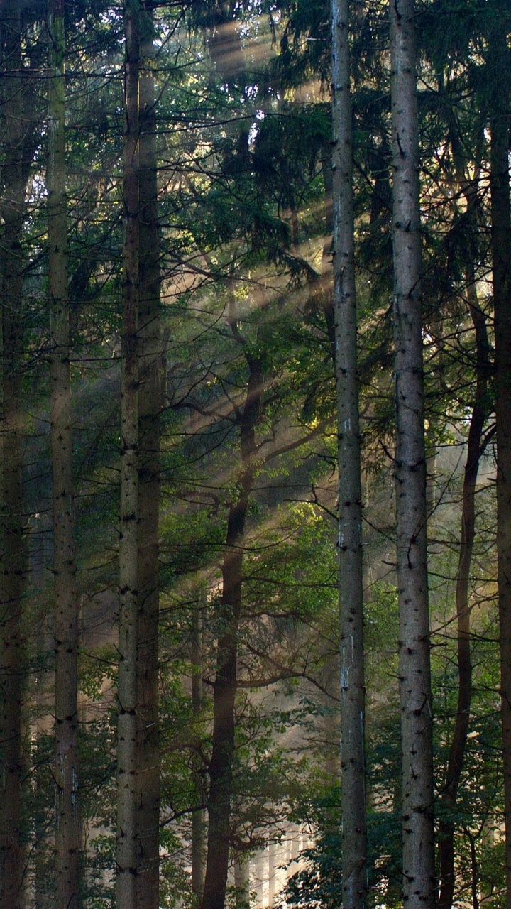 Обои природа, лес, дерево, туманные леса, тропический лес в разрешении 720x1280