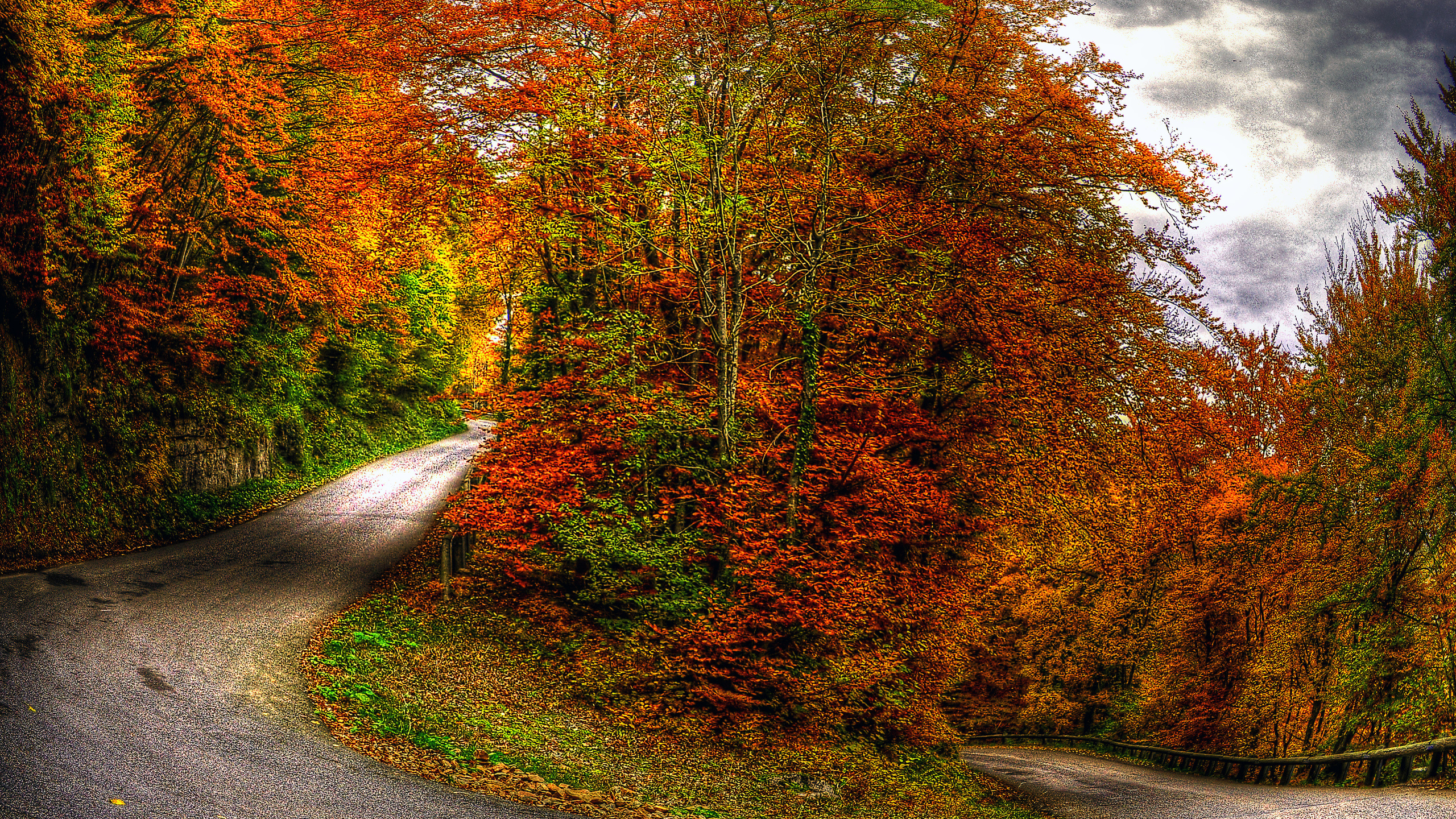 Обои осень, дерево, лист, природа, листопадные в разрешении 2560x1440