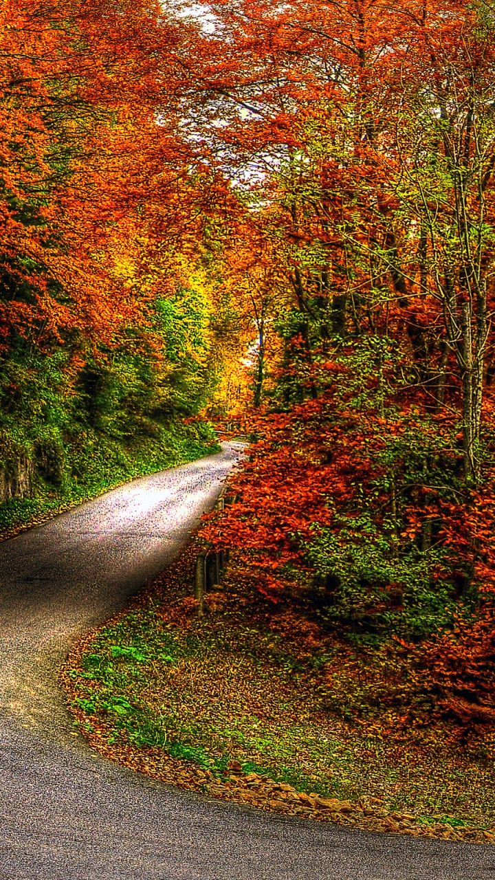 Обои осень, дерево, лист, природа, листопадные в разрешении 720x1280