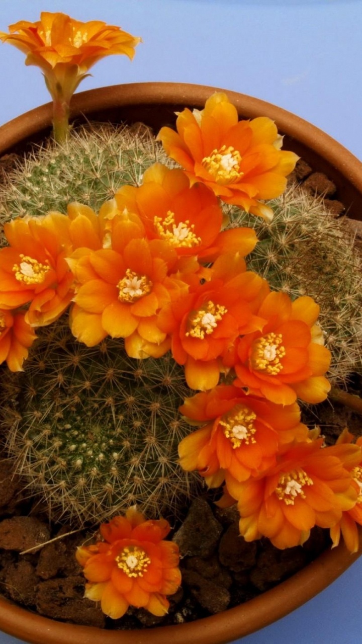 Обои кактус, суккулент, цветковое растение, цветочный горшок, комнатное растение в разрешении 720x1280