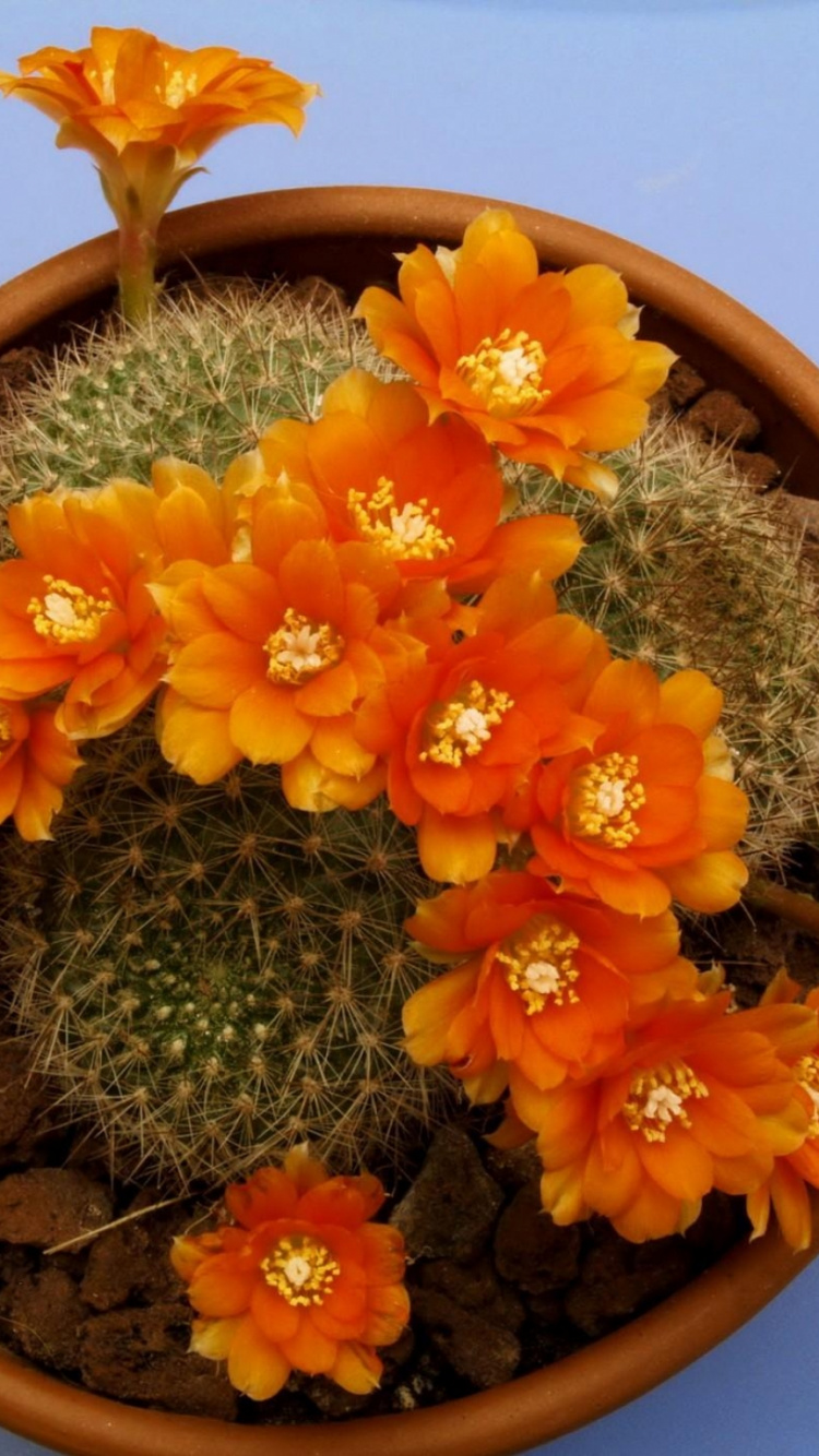 Обои кактус, суккулент, цветковое растение, цветочный горшок, комнатное растение в разрешении 750x1334