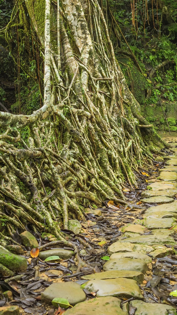 Обои Черапунджи, дерево, растительность, лес, природный заповедник в разрешении 720x1280
