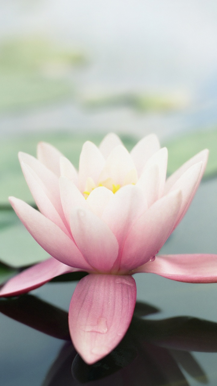 Обои яблоко, цветок, растение, Лотос, лист в разрешении 720x1280