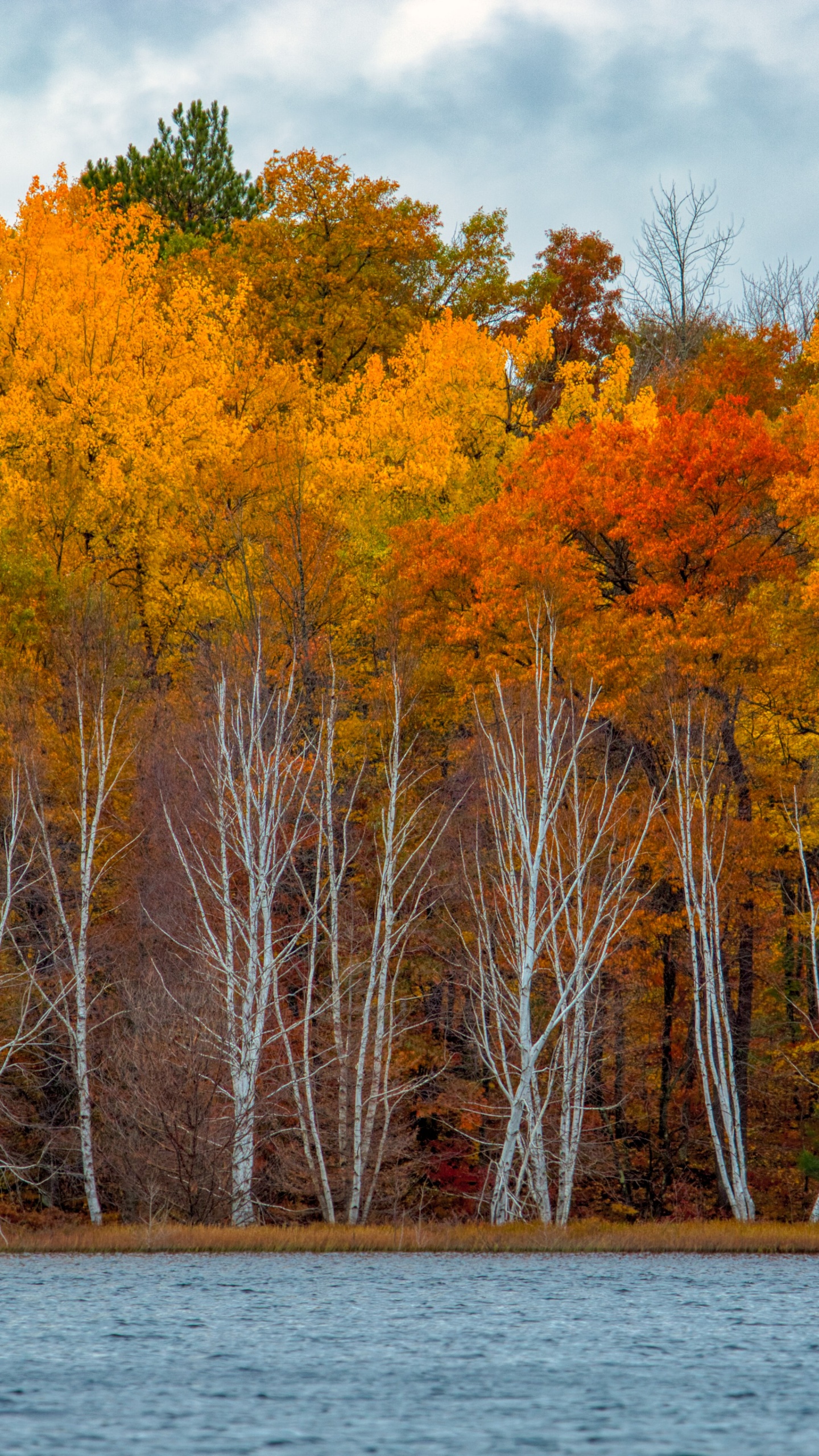 Обои отражение, Река Орел, вода, растение, дневное время в разрешении 1440x2560