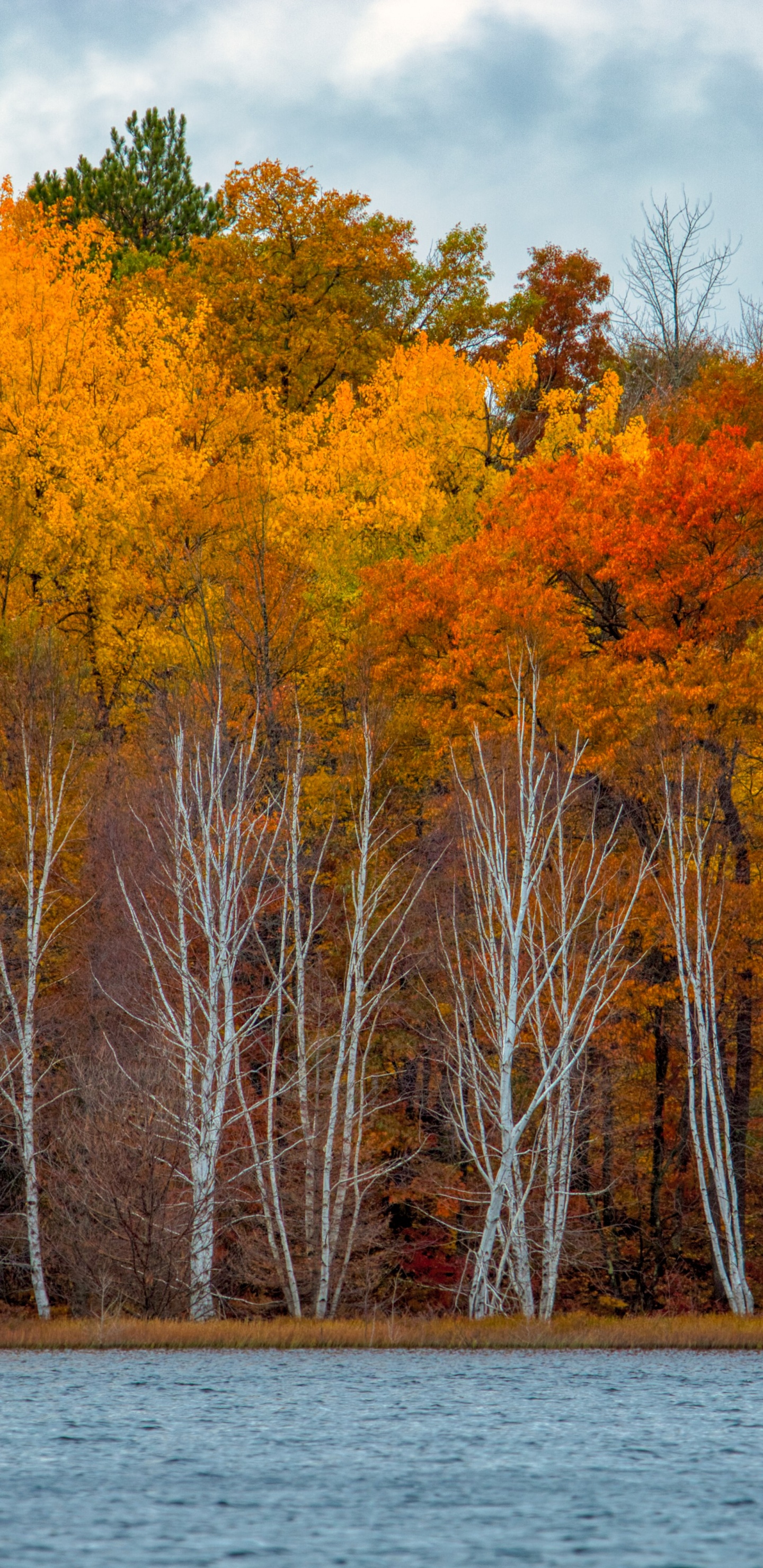 Обои отражение, Река Орел, вода, растение, дневное время в разрешении 1440x2960