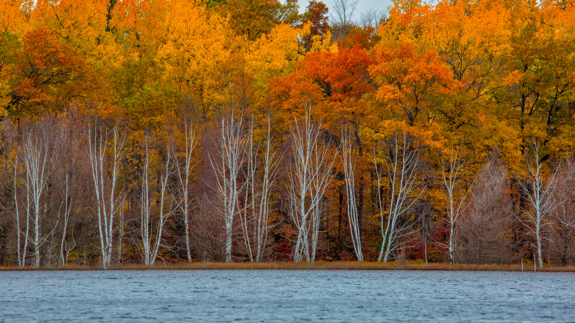 Обои отражение, Река Орел, вода, растение, дневное время в разрешении 1920x1080