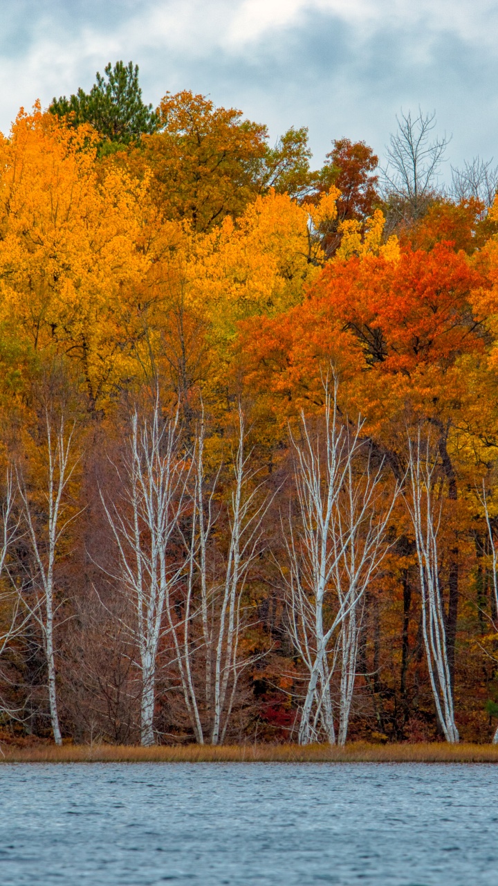 Обои отражение, Река Орел, вода, растение, дневное время в разрешении 720x1280