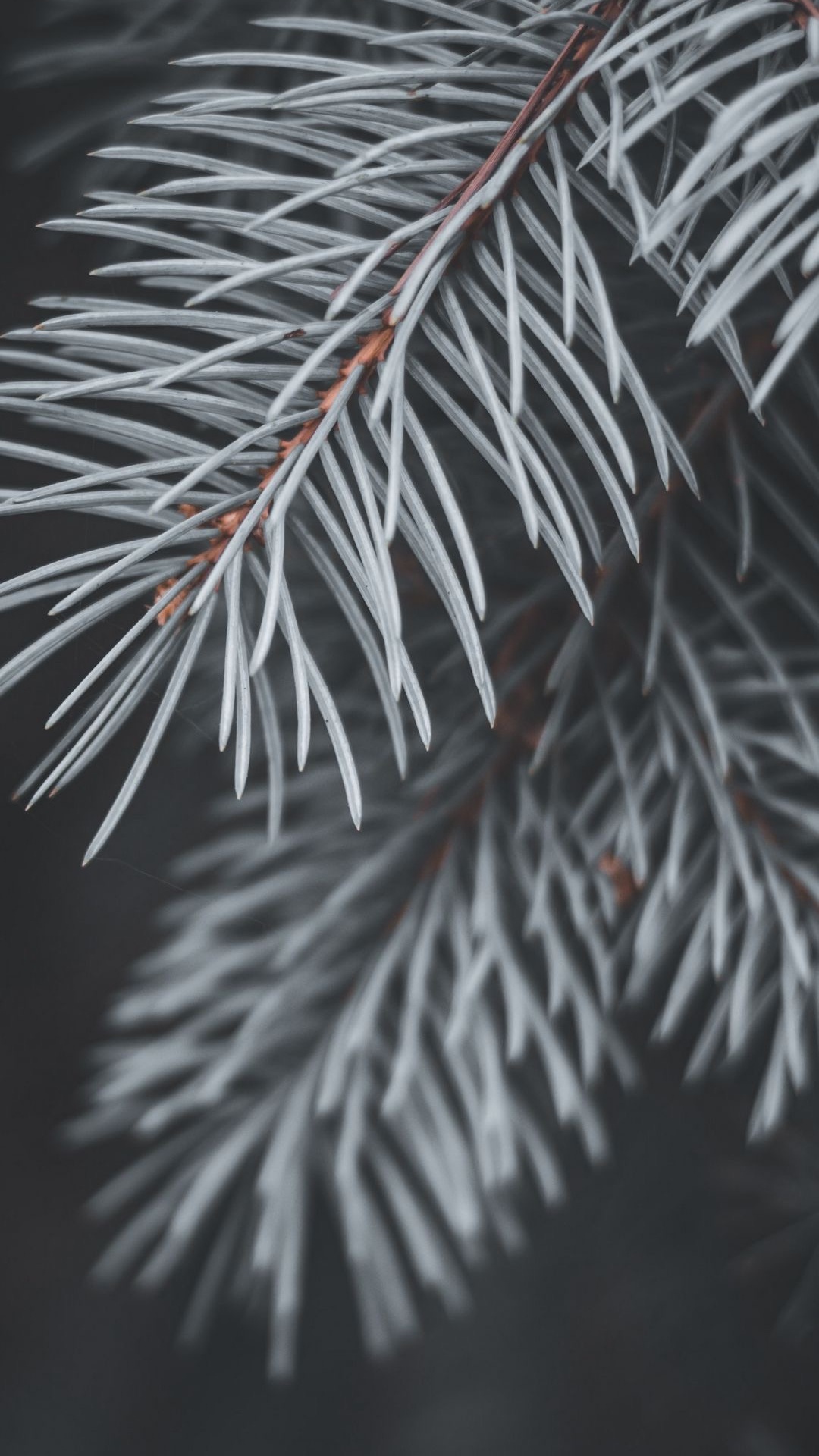 Обои ель, ветвь, сосна, дерево, пихта в разрешении 1080x1920