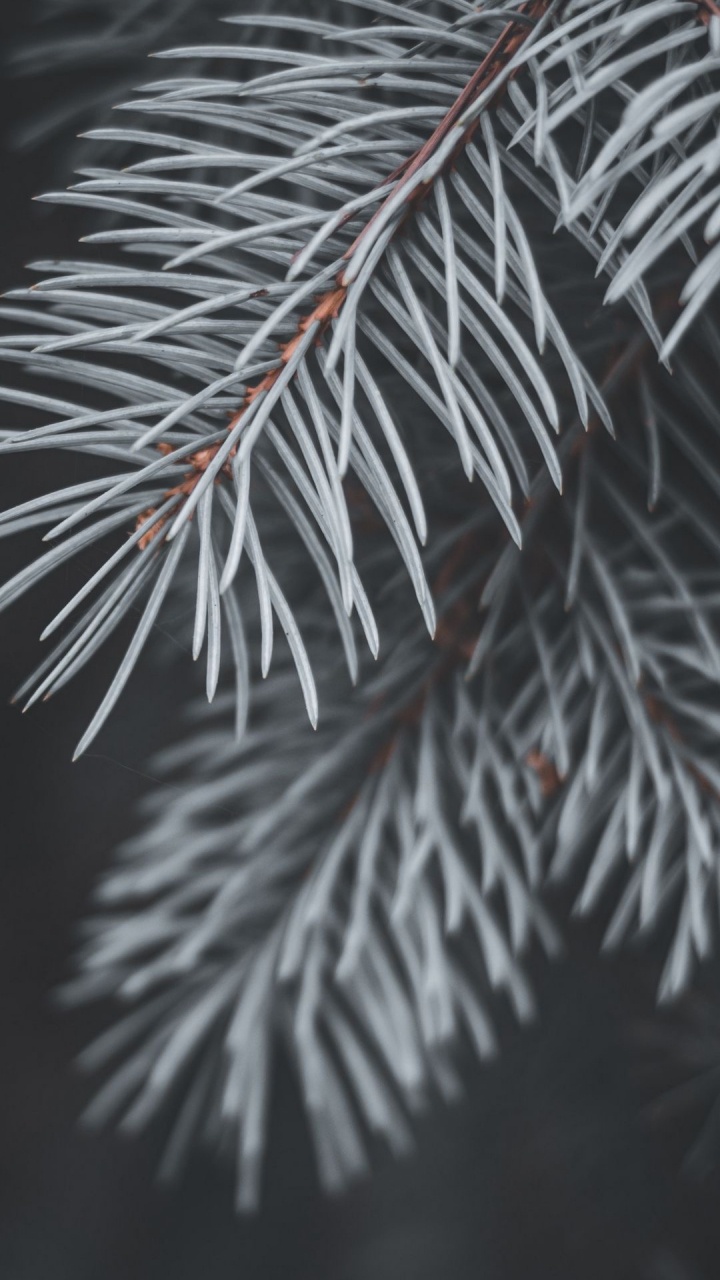 Обои ель, ветвь, сосна, дерево, пихта в разрешении 720x1280