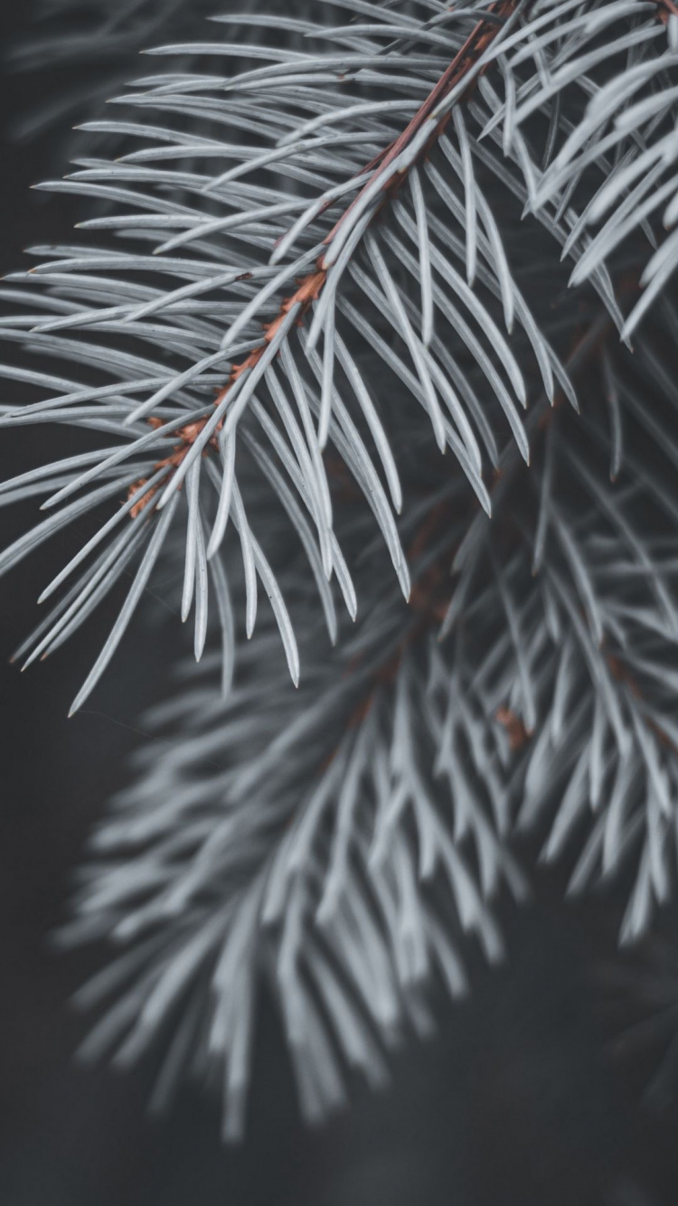 Обои ель, ветвь, сосна, дерево, пихта в разрешении 750x1334