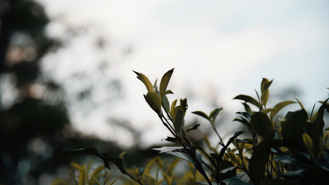 Обои рассада, прут, весна, ботаники, ветвь в разрешении 1280x720