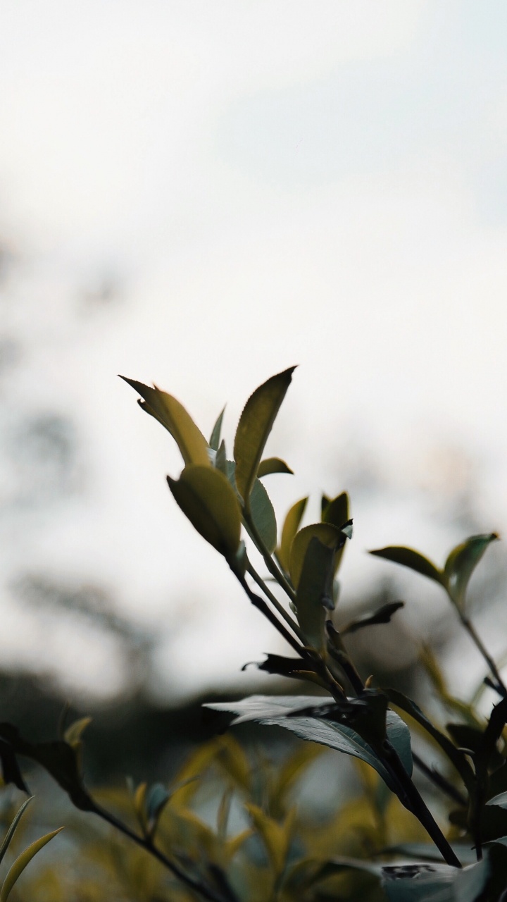 Обои рассада, прут, весна, ботаники, ветвь в разрешении 720x1280