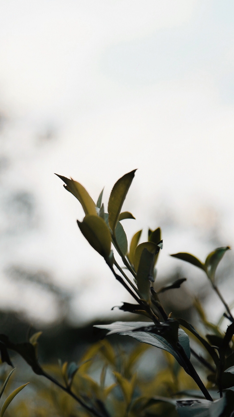 Обои рассада, прут, весна, ботаники, ветвь в разрешении 750x1334