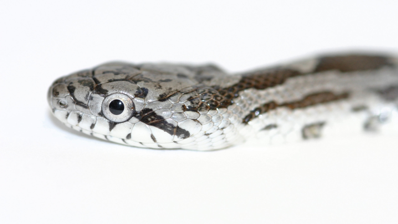 Обои пресмыкающееся, масштабных рептилий, змей, colubridae, гремучая змея в разрешении 1280x720