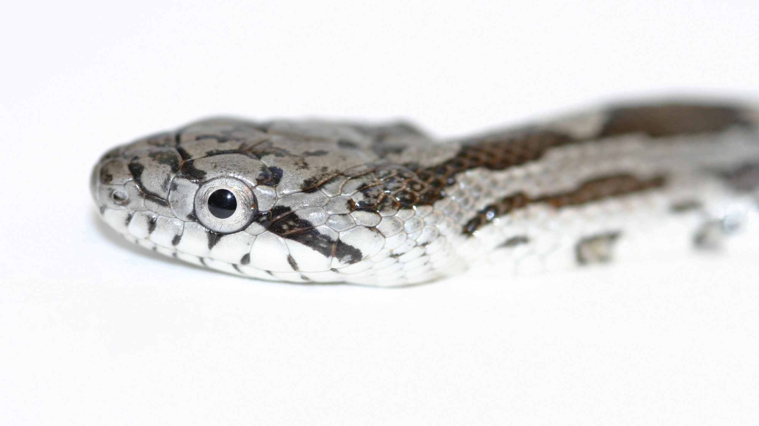 Обои пресмыкающееся, масштабных рептилий, змей, colubridae, гремучая змея в разрешении 2560x1440