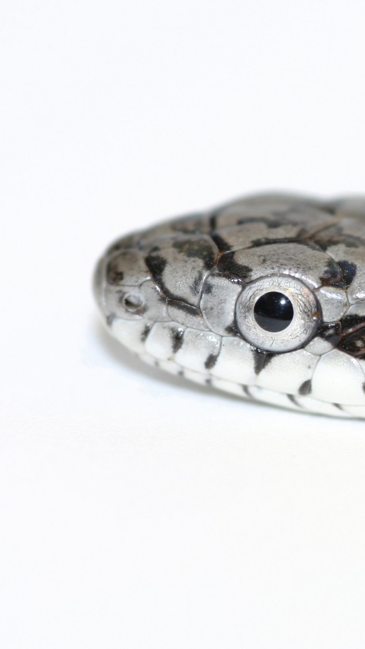 Обои пресмыкающееся, масштабных рептилий, змей, colubridae, гремучая змея в разрешении 720x1280