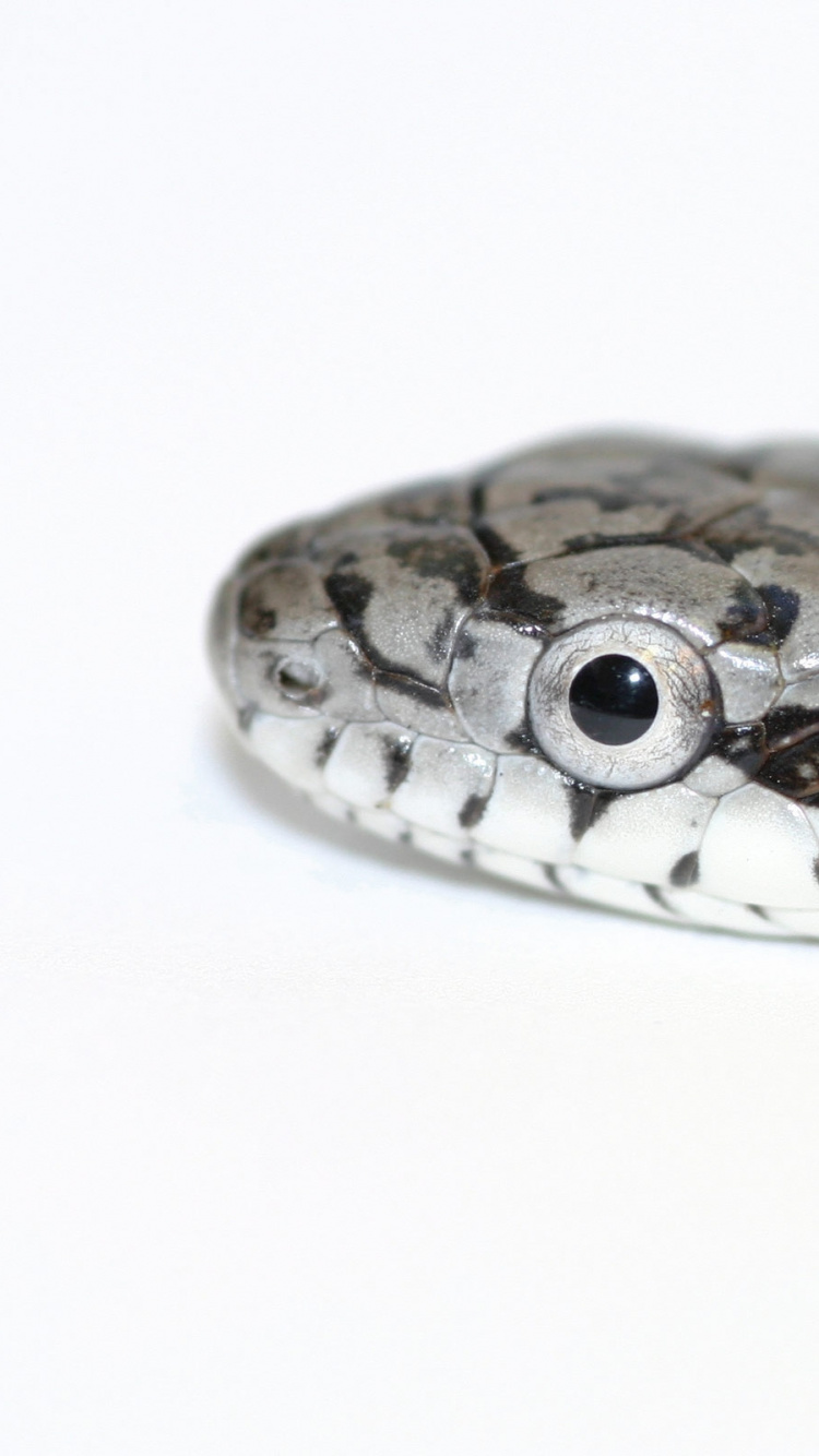 Обои пресмыкающееся, масштабных рептилий, змей, colubridae, гремучая змея в разрешении 750x1334