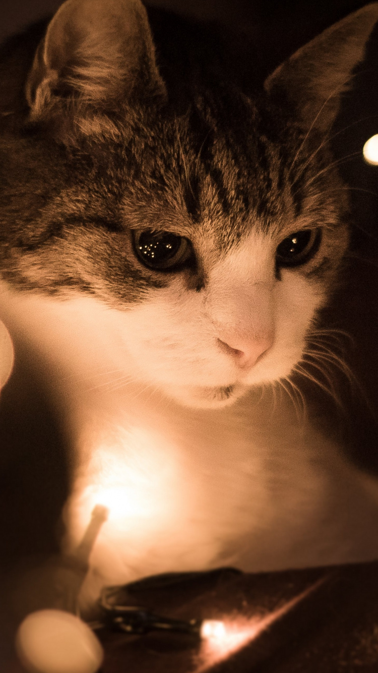 Обои бакенбарды, кот, котенок, освещение, ночь в разрешении 750x1334
