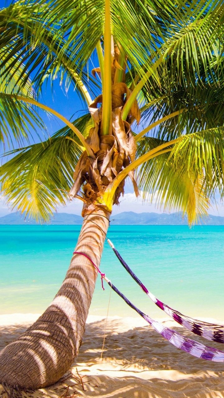 Обои пляж, море, лето, дерево, тропическая зона в разрешении 720x1280