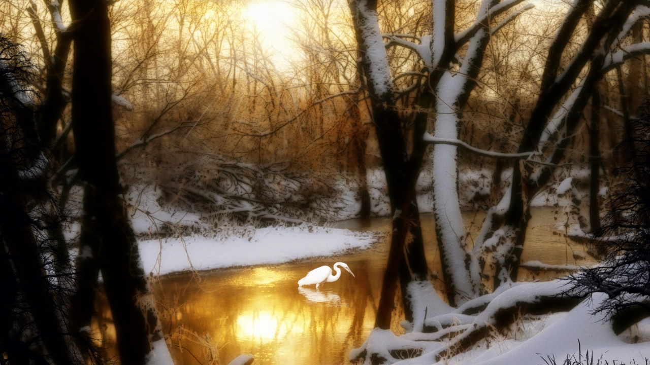 Обои природа, дерево, снег, солнечный свет, ветвь в разрешении 1280x720