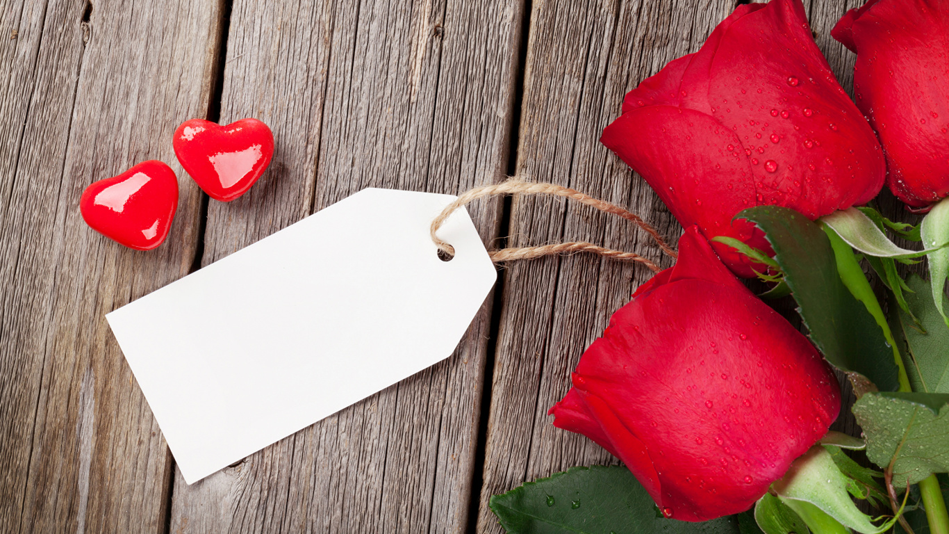 Обои красный цвет, лепесток, цветок, Роза, дата рождения в разрешении 1366x768