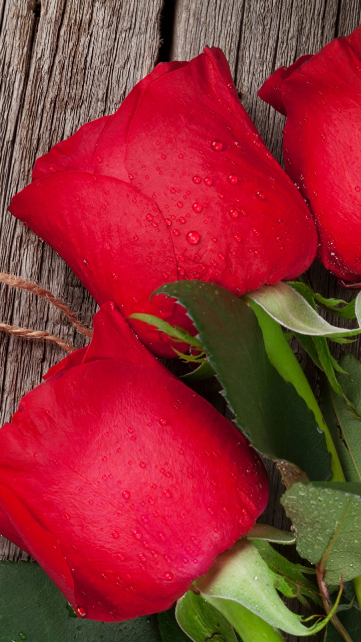 Обои красный цвет, лепесток, цветок, Роза, дата рождения в разрешении 720x1280