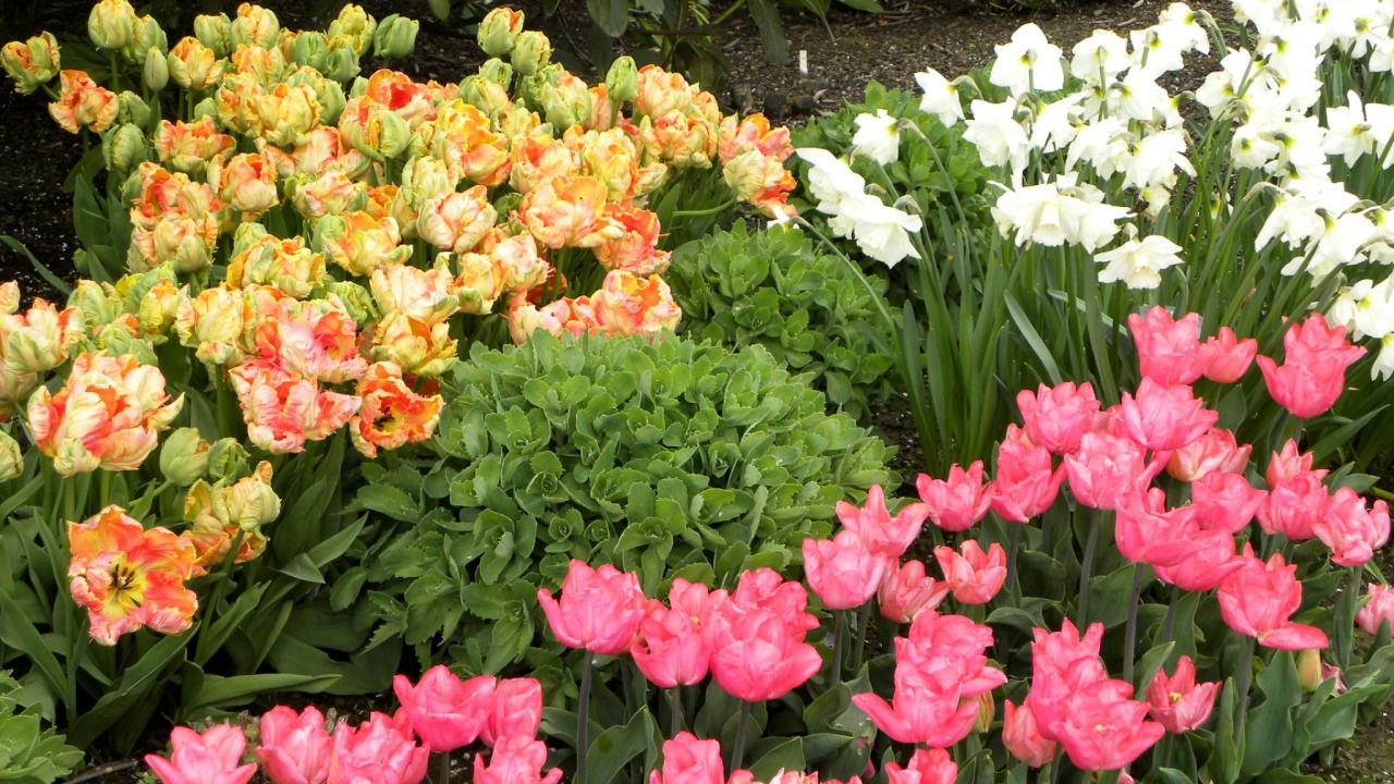 Обои Нарцисс, цветковое растение, растение, весна, цветущее растение в разрешении 1280x720