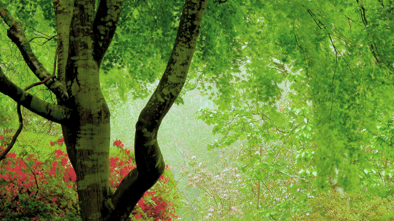 Обои дерево, зеленый, природа, лес, растительность в разрешении 1280x720