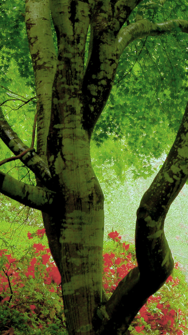 Обои дерево, зеленый, природа, лес, растительность в разрешении 750x1334