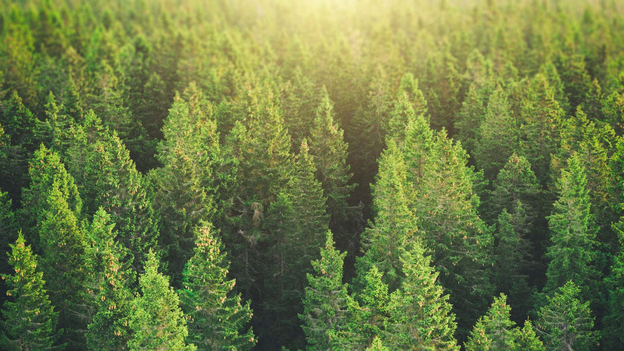 Обои дерево, лес, ель, растительность, хвойными лесами в разрешении 1280x720